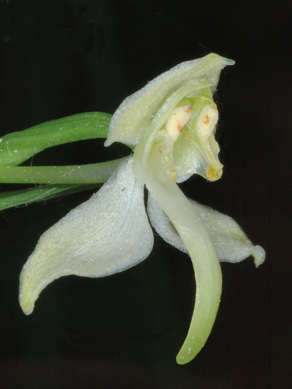 Platanthera bifolia e P. chlorantha