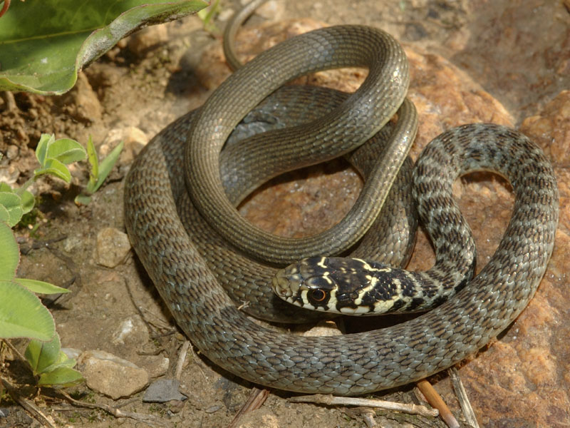 Biacco (Hierophis viridiflavus)