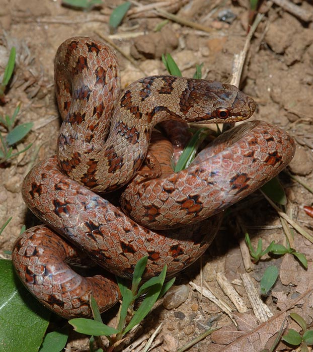 Coronella austriaca