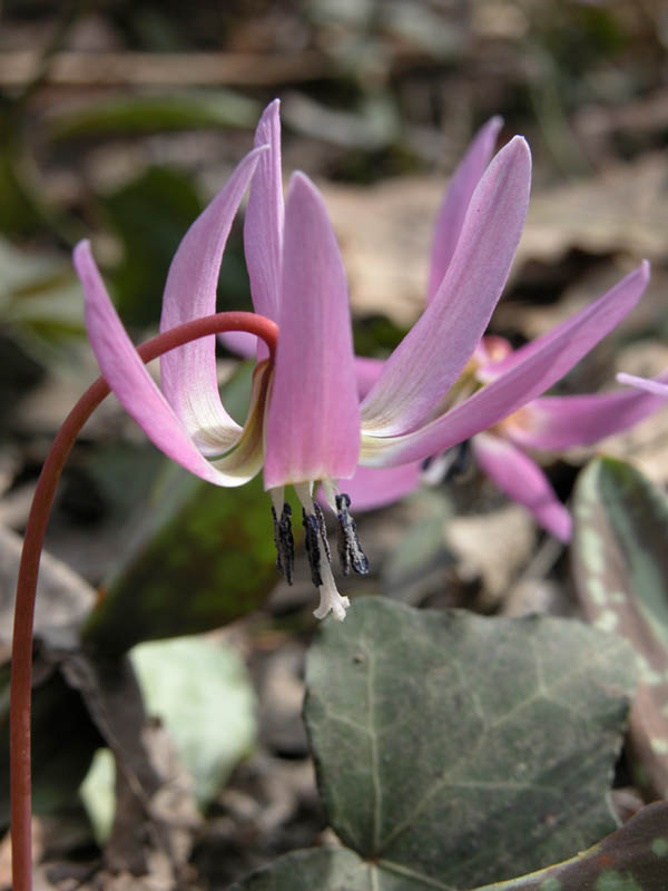 Erythronium  dens-canis / Dente di cane