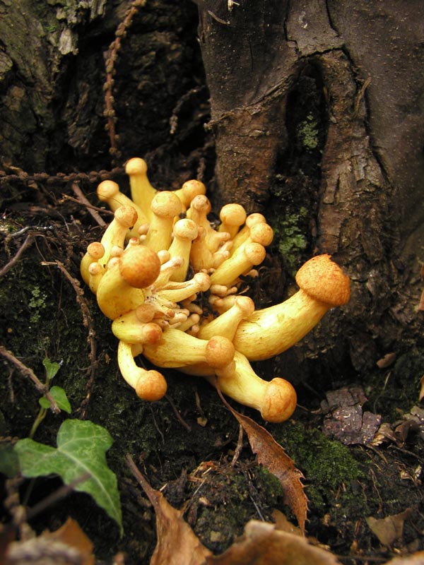 Gymnopilus junonius