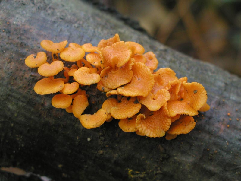 Favolaschia calocera