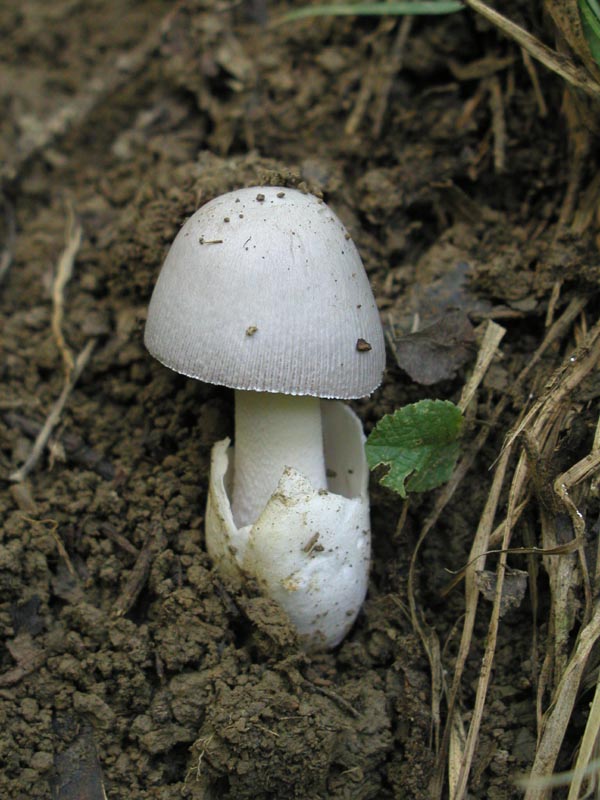 Favolaschia calocera