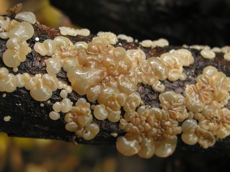 Tremella mesenterica e Exidia saccharina?