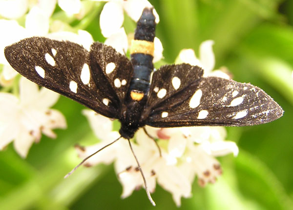 Zygaena ephialtes Linnaeus 1767