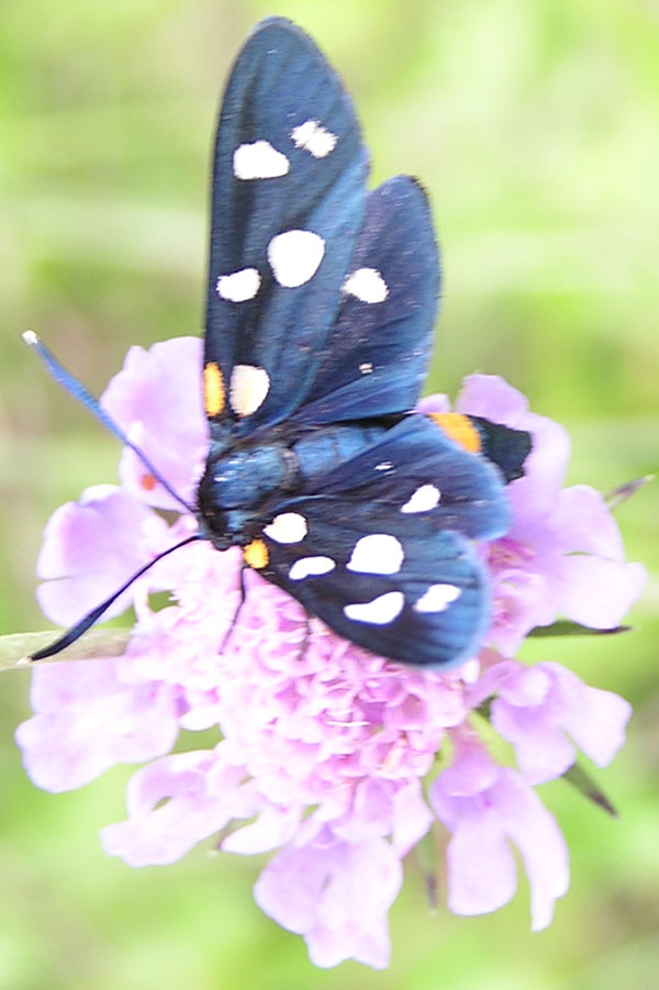 Zygaena ephialtes Linnaeus 1767