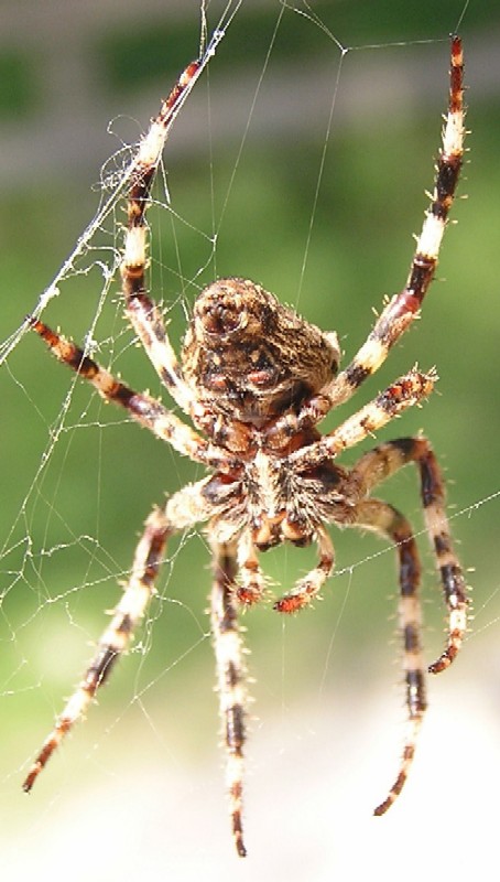 Ragno in confusione (Araneus sp.)