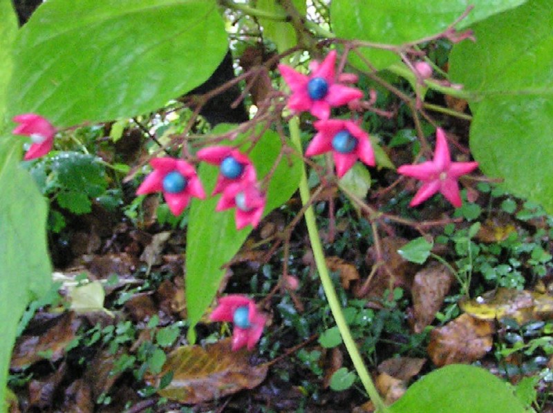 Clerodendrum trichotomum (pianta coltivata)