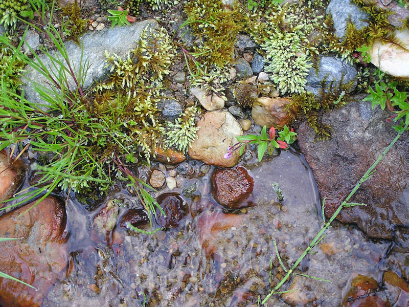 Acqua - catalizzatore per la vita