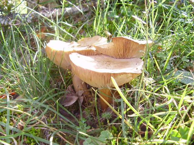 Tricholoma goniospermum