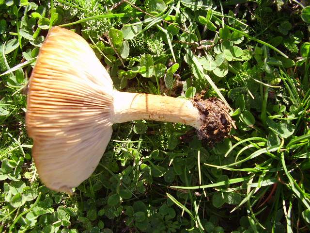 Tricholoma goniospermum