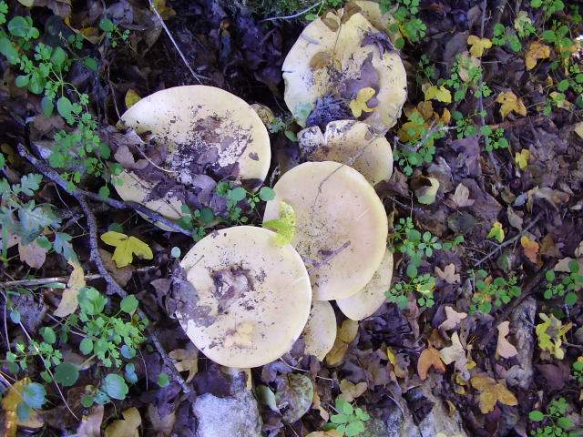 Tricholoma goniospermum