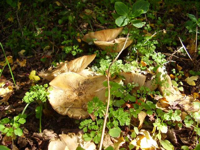 Tricholoma goniospermum