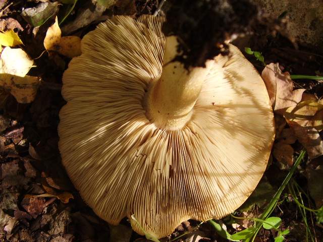 Tricholoma goniospermum