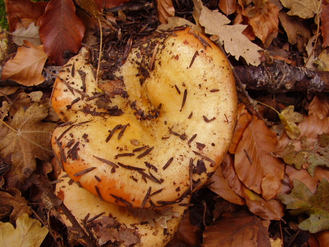 Russulaceae da determinare