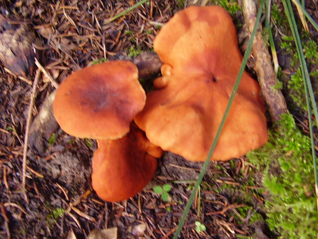 Russulaceae da determinare