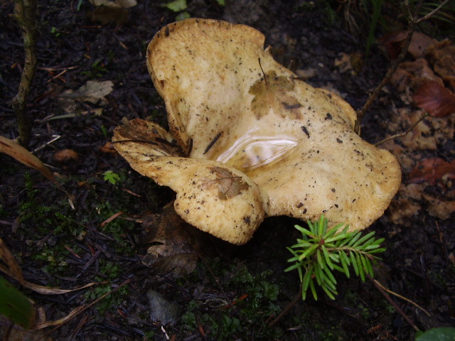 Russulaceae da determinare