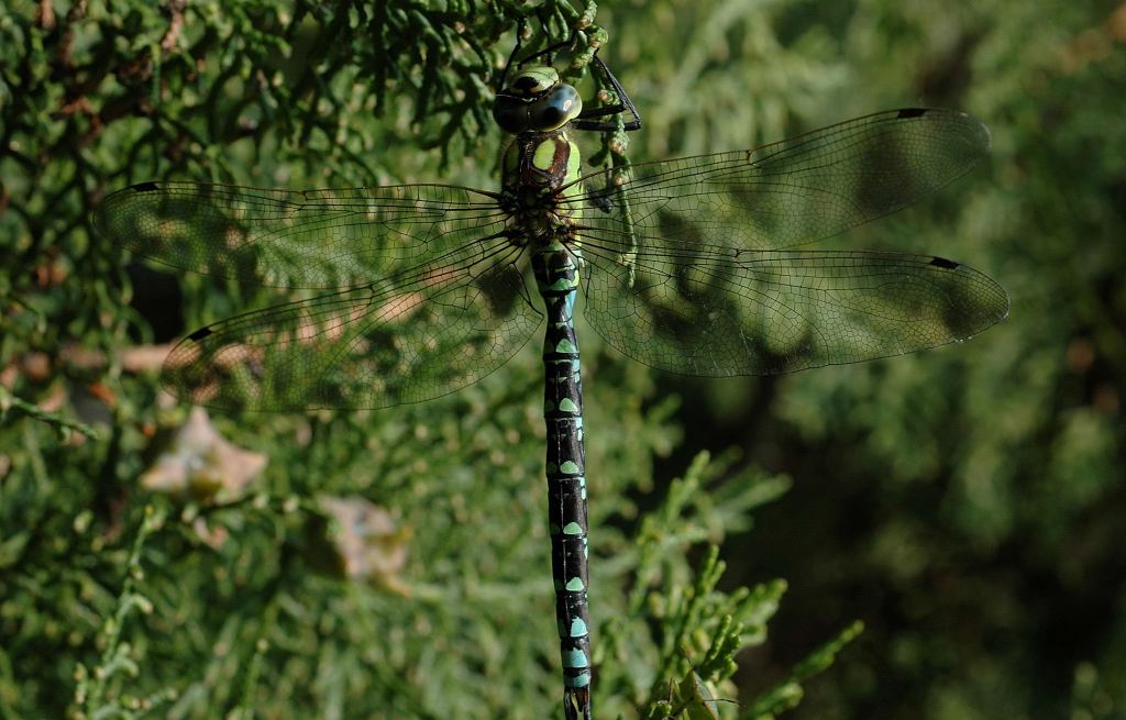 Aeshna sp. nel Parco delle Lame del Sesia