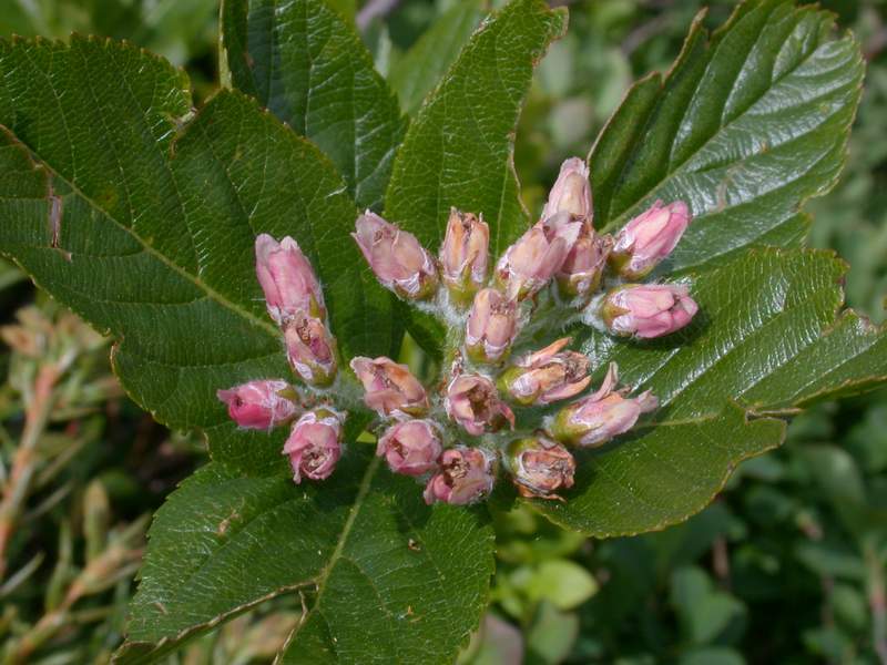 Sorbus chamaemespilus / Sorbo alpino