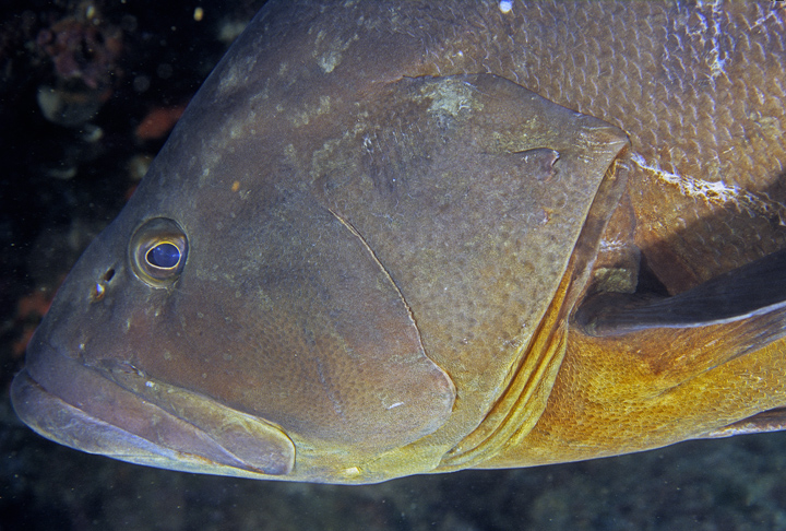 Epinephelus marginatus (Cernia bruna)