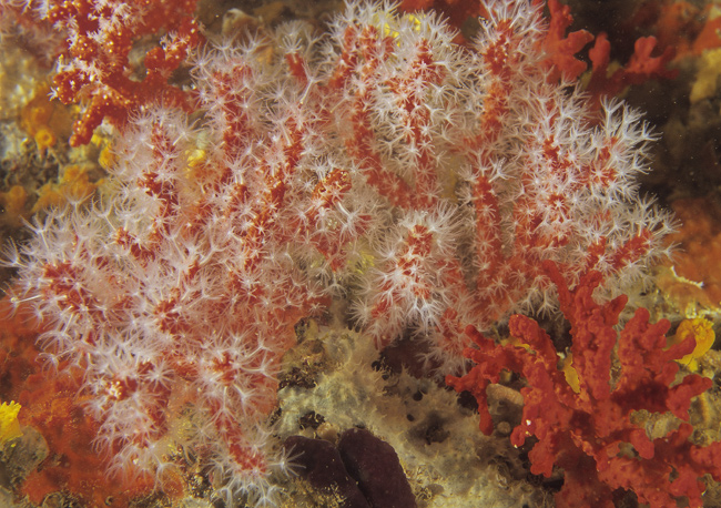 Corallium rubrum (Linn, 1758)
