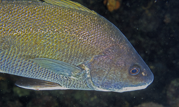 Sciaena umbra (Corvina)