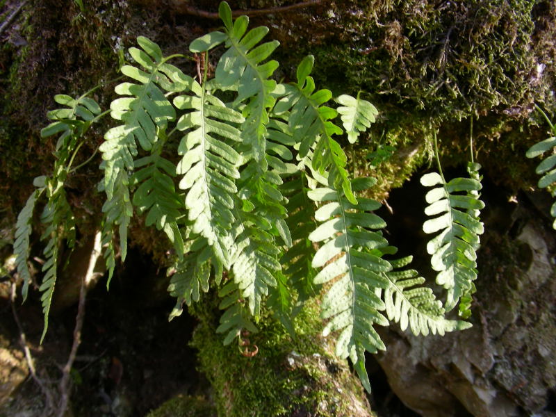 Polypodium vulgare / Polipodio comune