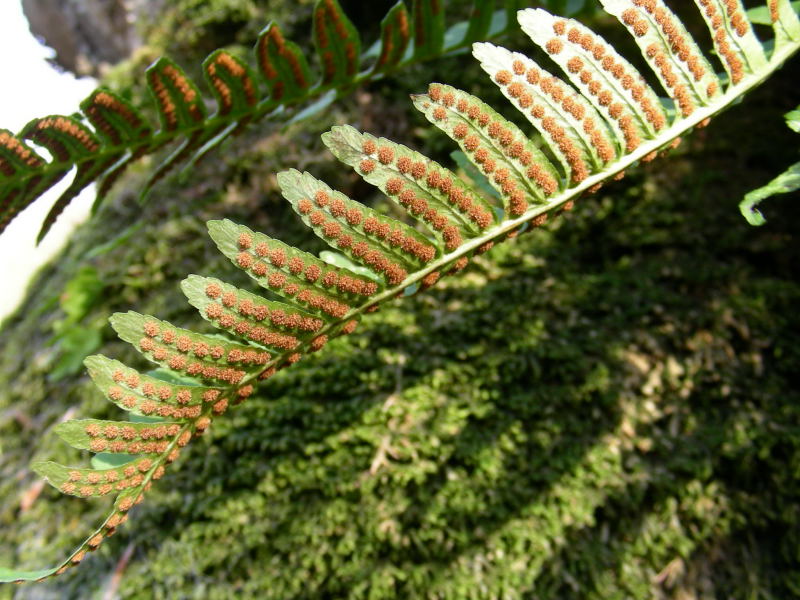 Polypodium vulgare / Polipodio comune