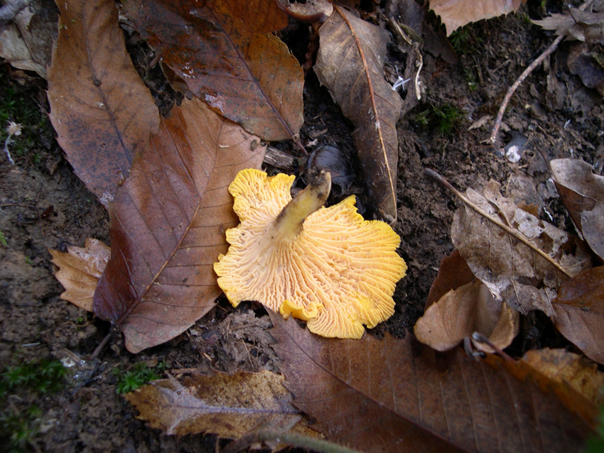 Domenica con molte Cantharellaceae