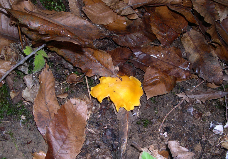 Domenica con molte Cantharellaceae