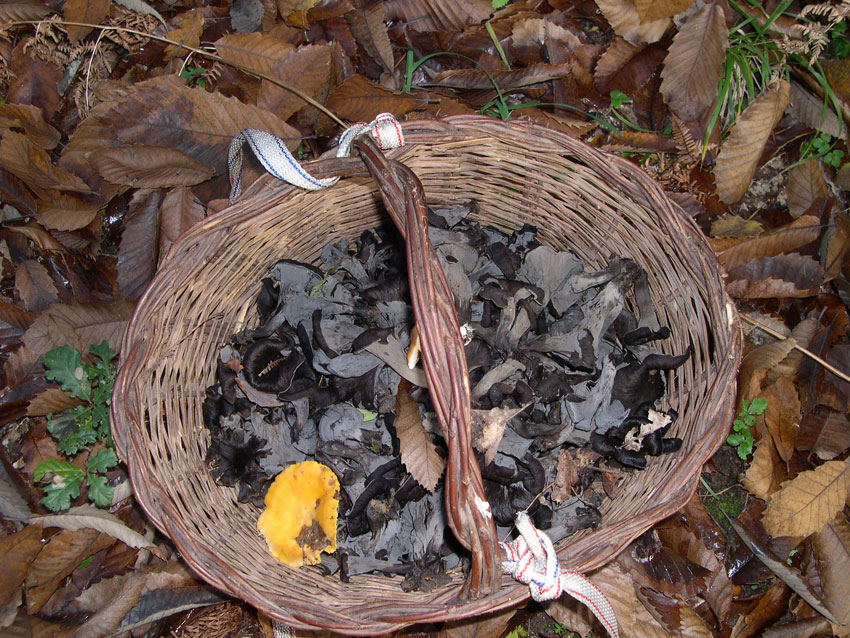 Domenica con molte Cantharellaceae