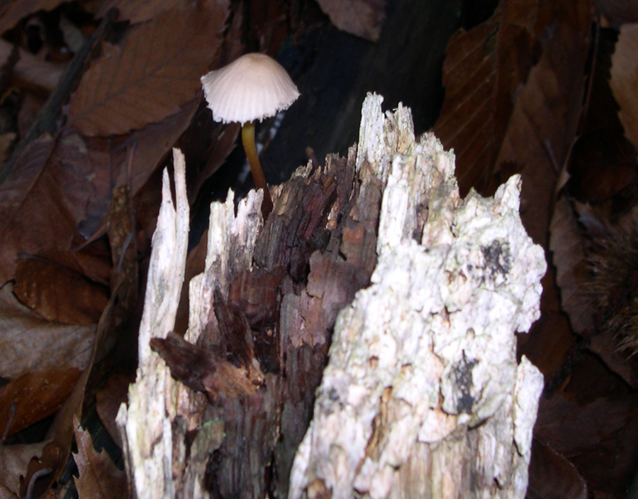 Hebeloma radicosum e Hygrophorus persoonii