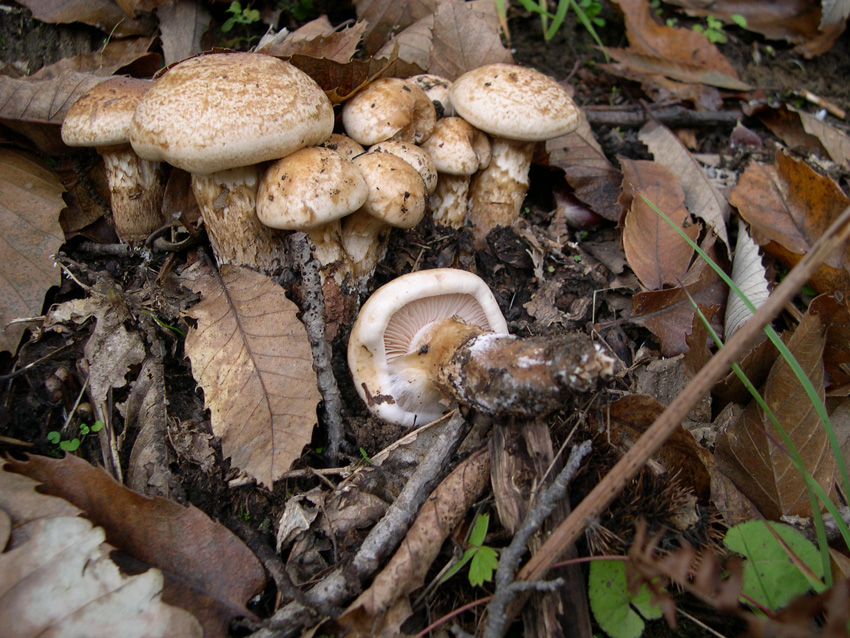 Hebeloma radicosum e Hygrophorus persoonii