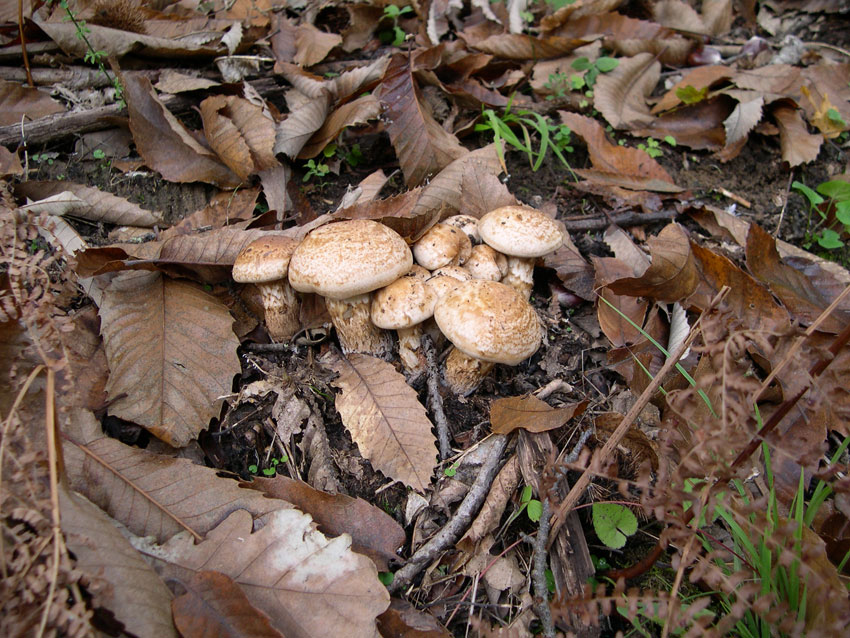 Hebeloma radicosum e Hygrophorus persoonii