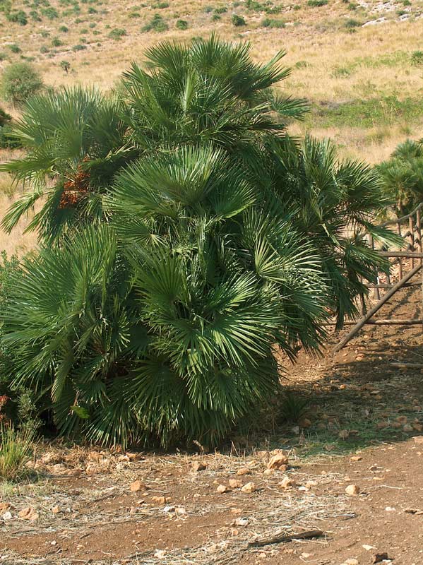 Palma nana Chaemerops humilis