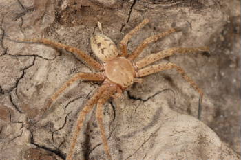 Olios argelasius