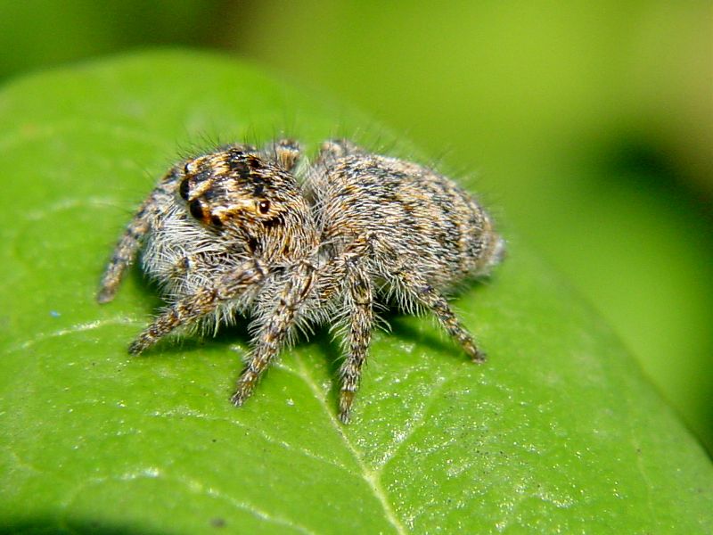 Salticidae - Philaeus chrysops