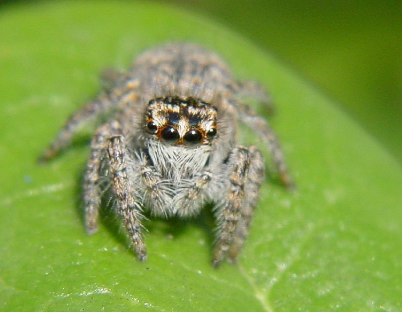 Salticidae - Philaeus chrysops