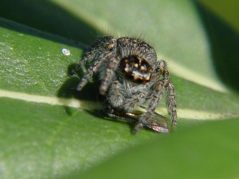 Salticidae - Philaeus chrysops