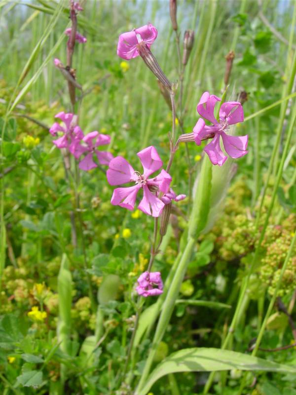 Silene colorata / Silene colorata