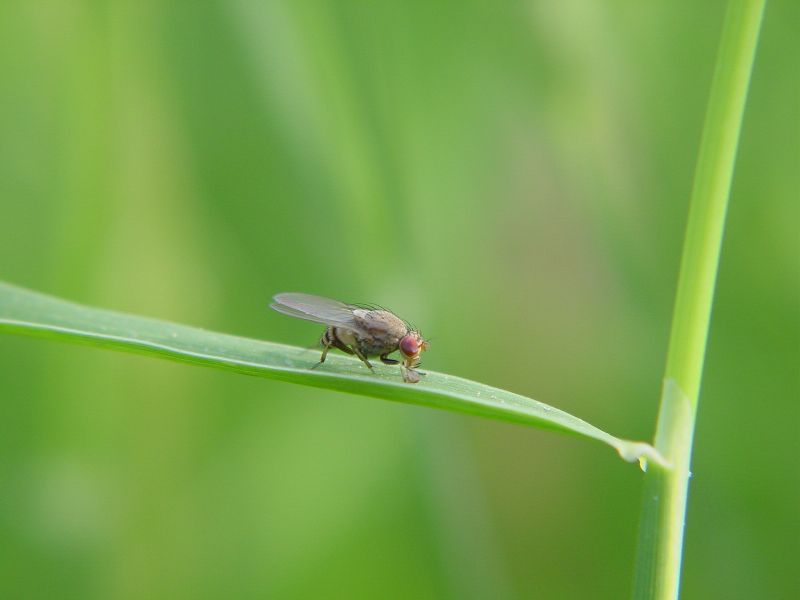 Minettia fasciata gruppo sp