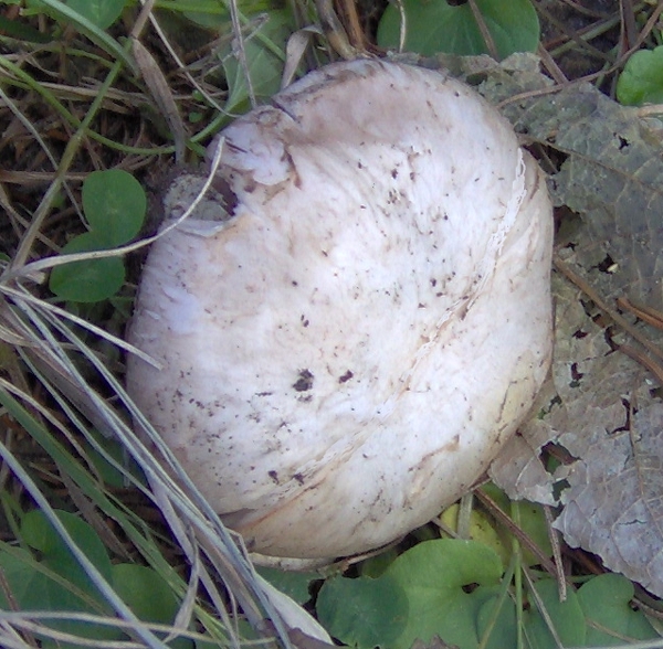 Agaricus gennadii?