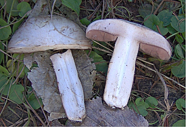 Agaricus gennadii?