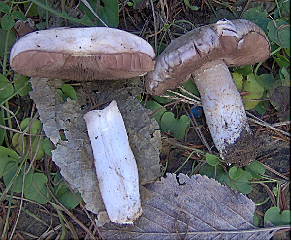 Agaricus gennadii?