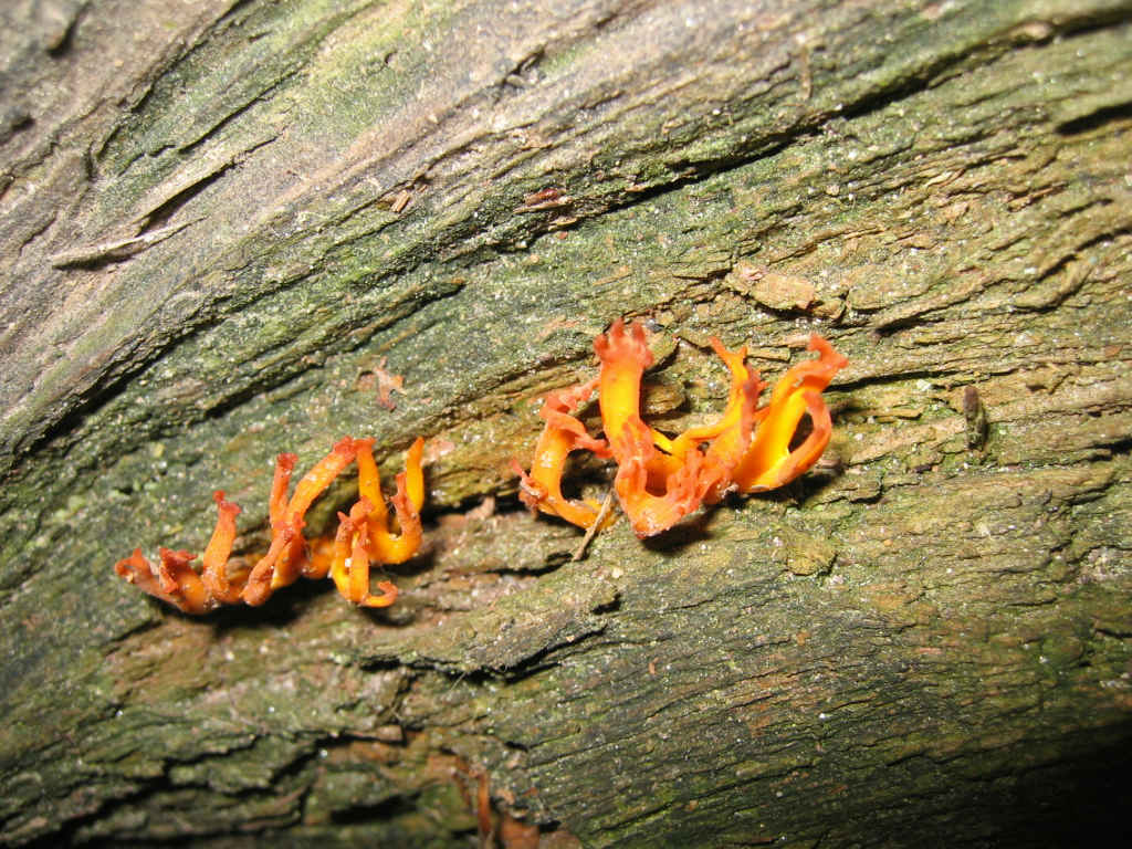 Calocera viscosa