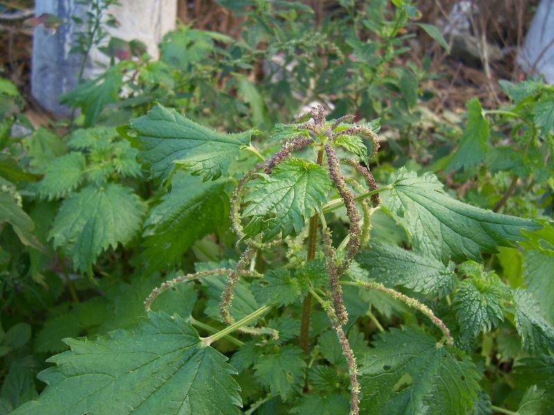 Urtica membranacea / Ortica membranosa