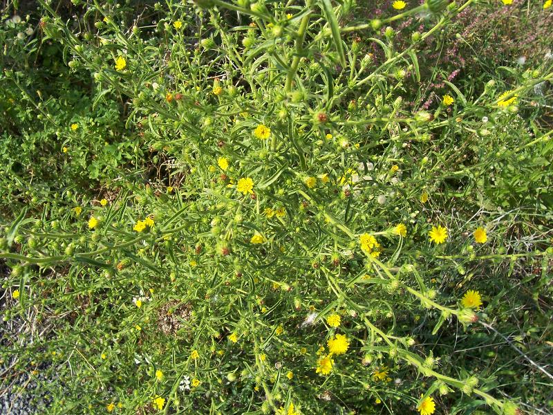 Inula graveolens / Enula cespita