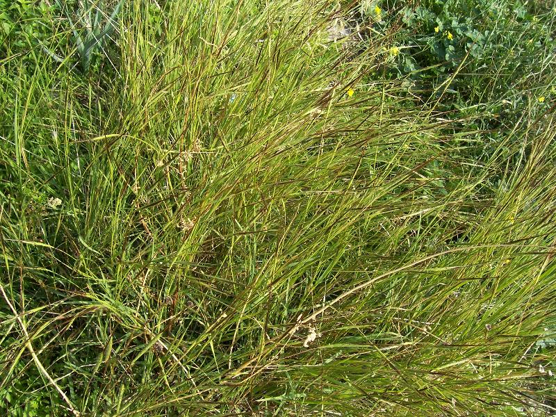 Heteropogon contortus / Trebbia contorta