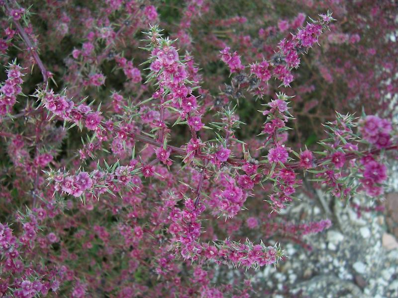 Salsola kali / Salsola erba-cali