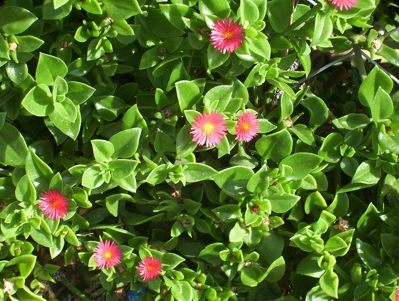 Mesembryanthemum cordifolium / Erba cristallina cordifolia